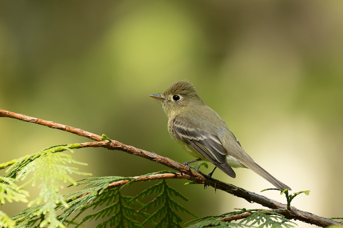 Western Flycatcher (Pacific-slope) - mark daly