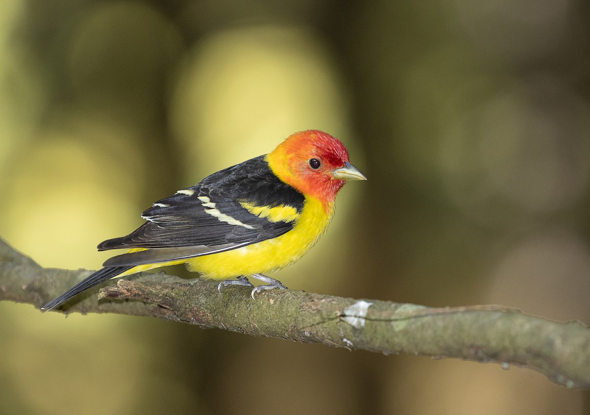 Western Tanager - ML247290451