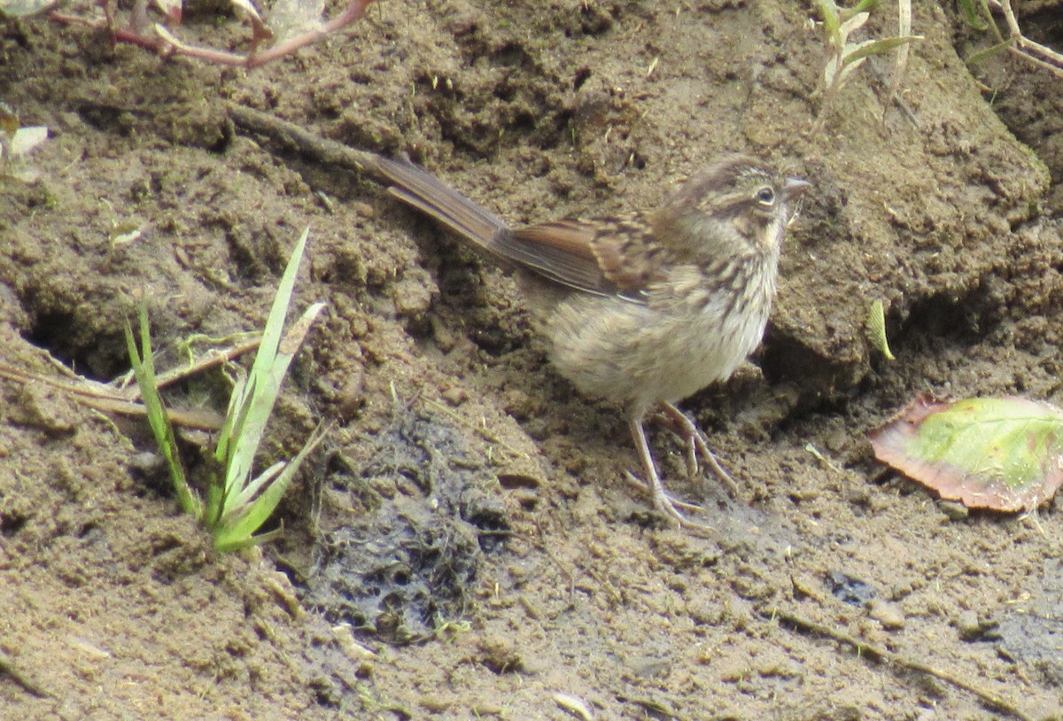 Song Sparrow - karen pinckard