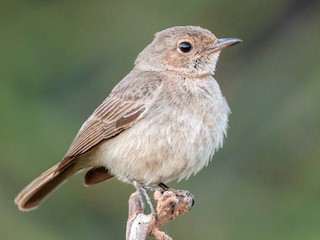  - Brown-tailed Chat