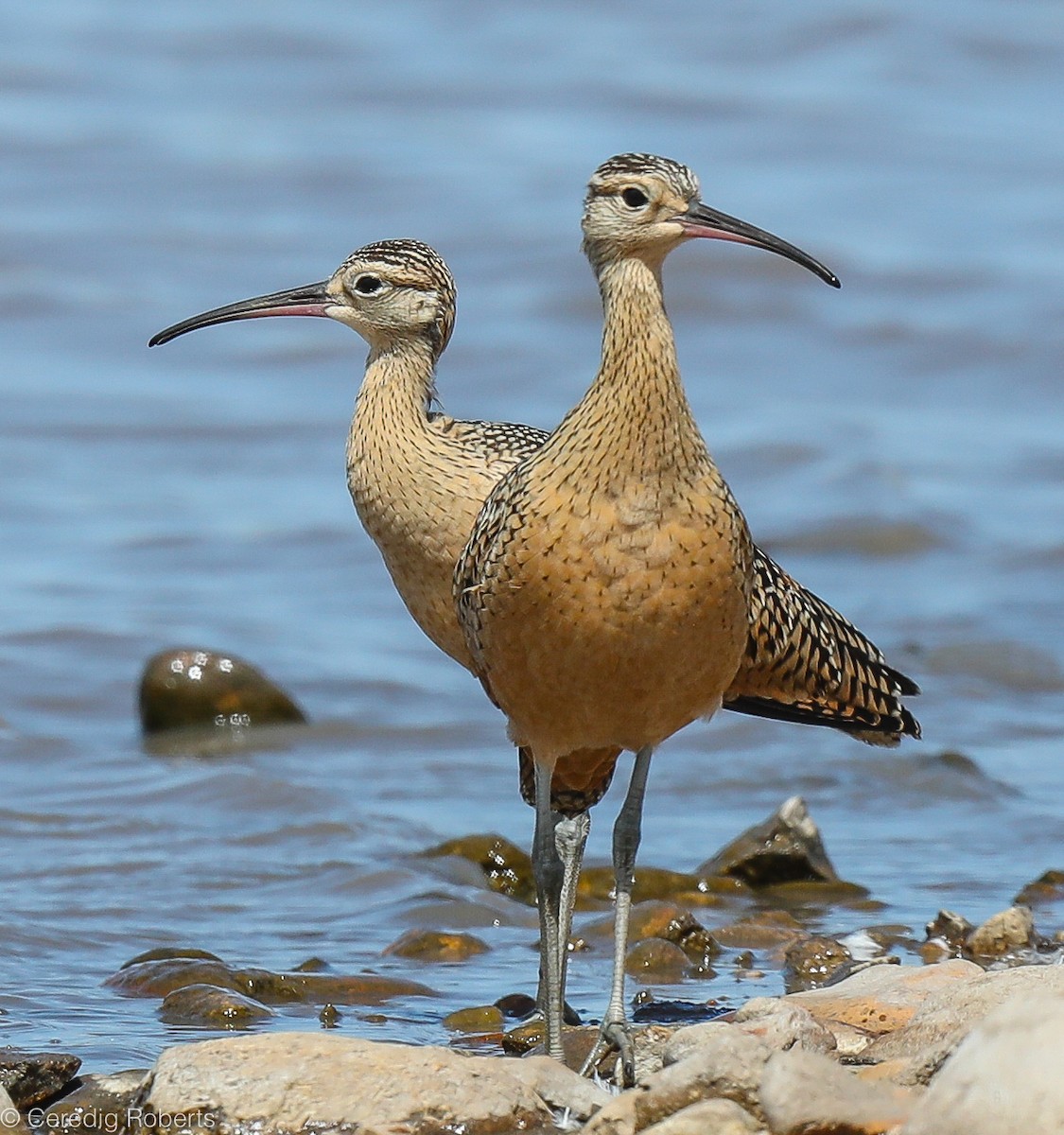 Long-billed Curlew - ML247292281