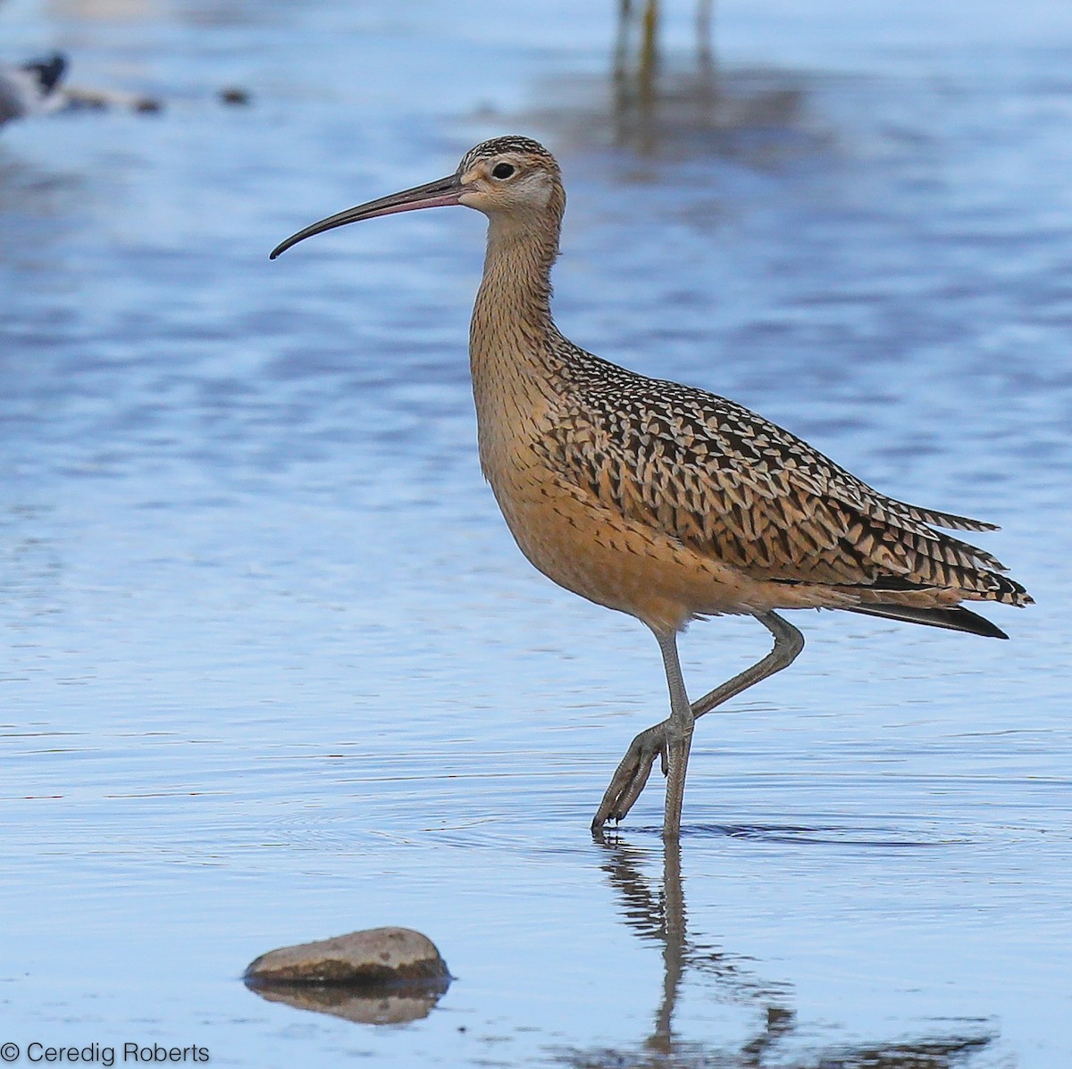 Long-billed Curlew - ML247292291