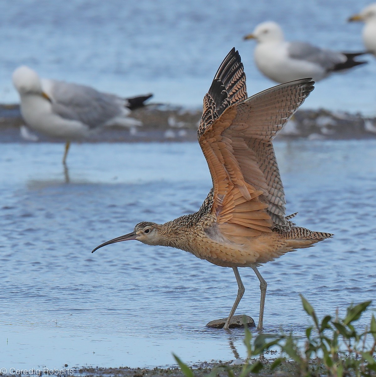 Long-billed Curlew - ML247292311
