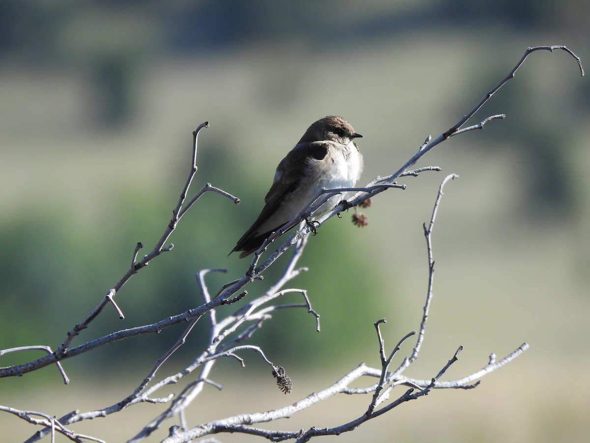 Northern Rough-winged Swallow - ML247293061