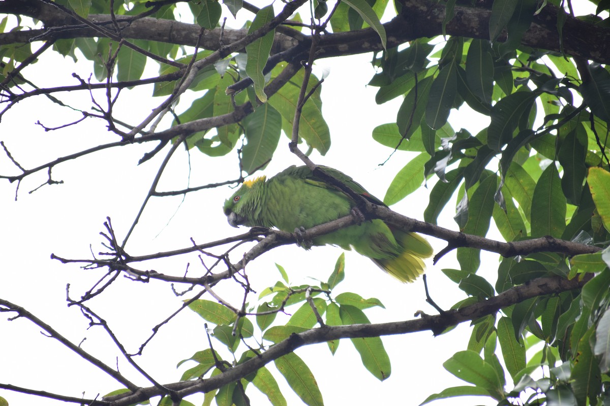 Yellow-naped Parrot - ML247295661