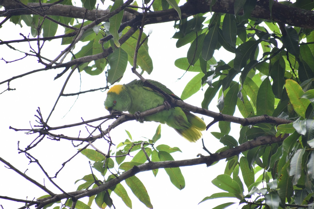 Yellow-naped Parrot - ML247295731