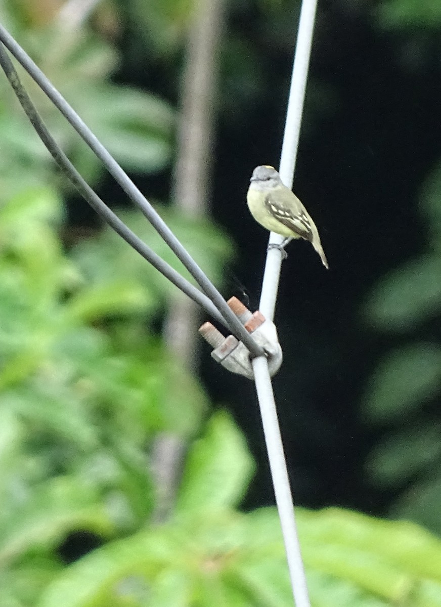 Yellow-crowned Tyrannulet - ML24729681