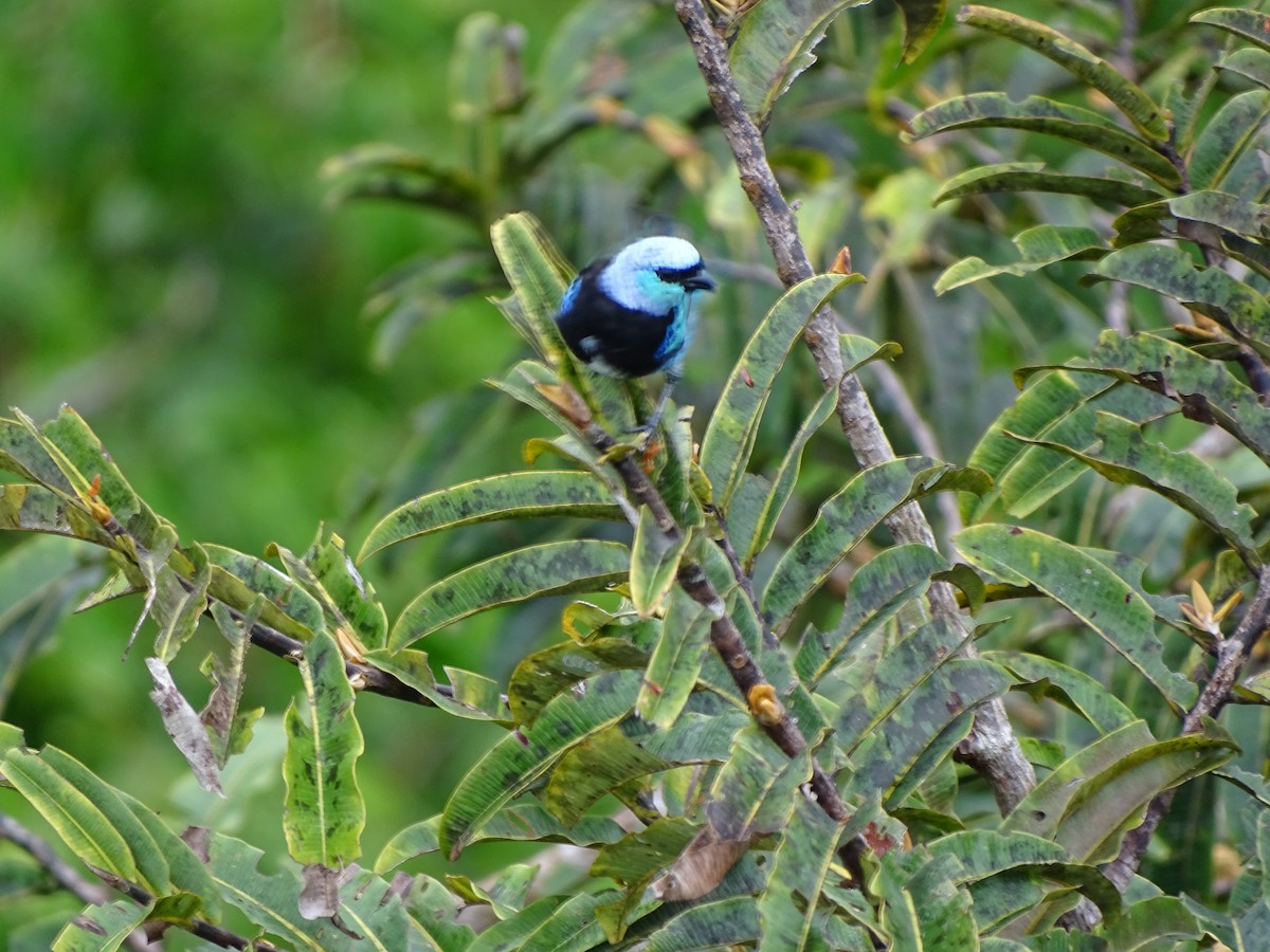 Masked Tanager - ML24730011