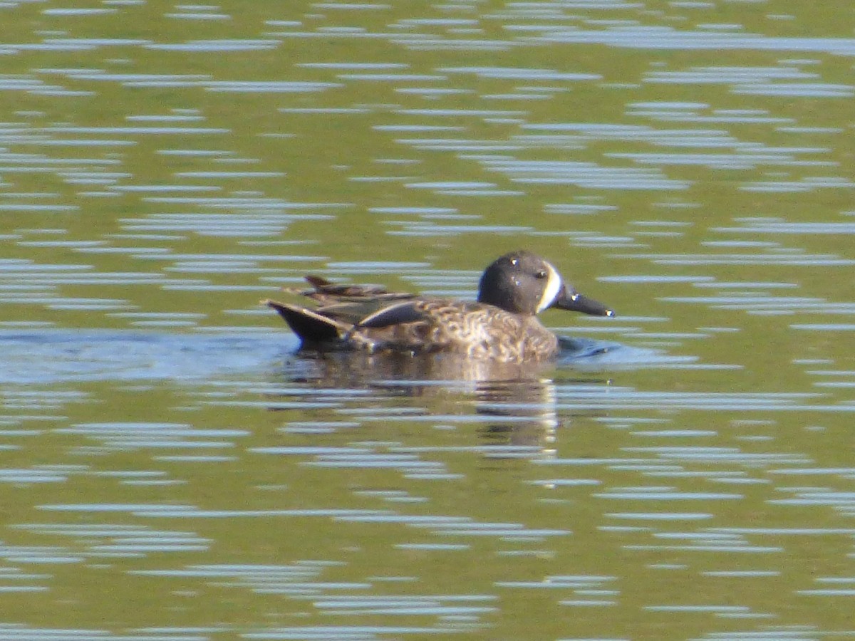 Blue-winged Teal - ML247301801