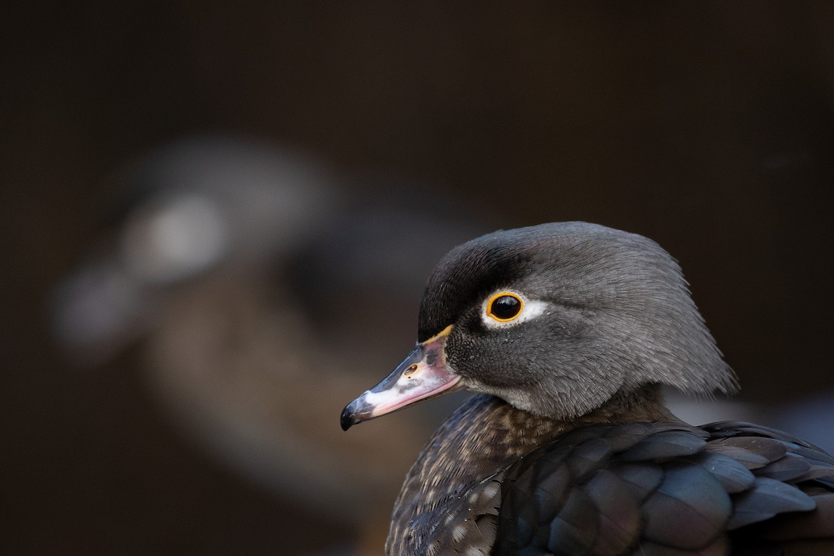 Wood Duck - mark daly