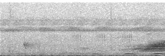 Папуанский веерокрыл - ML247305