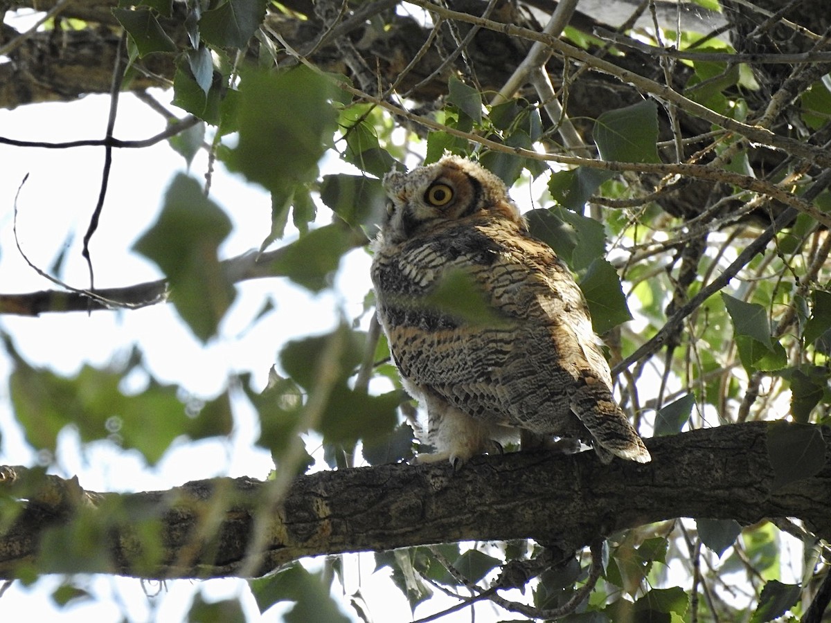 Great Horned Owl - ML247306271