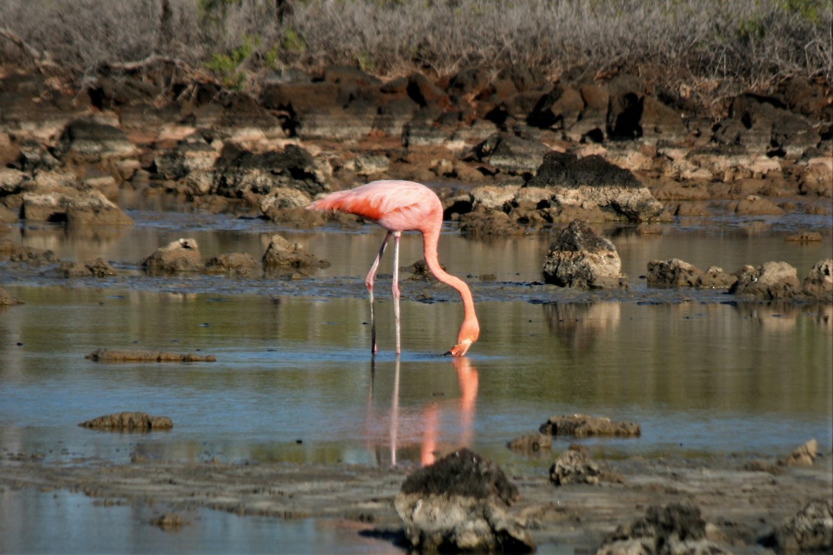 American Flamingo - ML247306611
