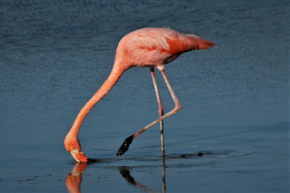 American Flamingo - Steven Edwards