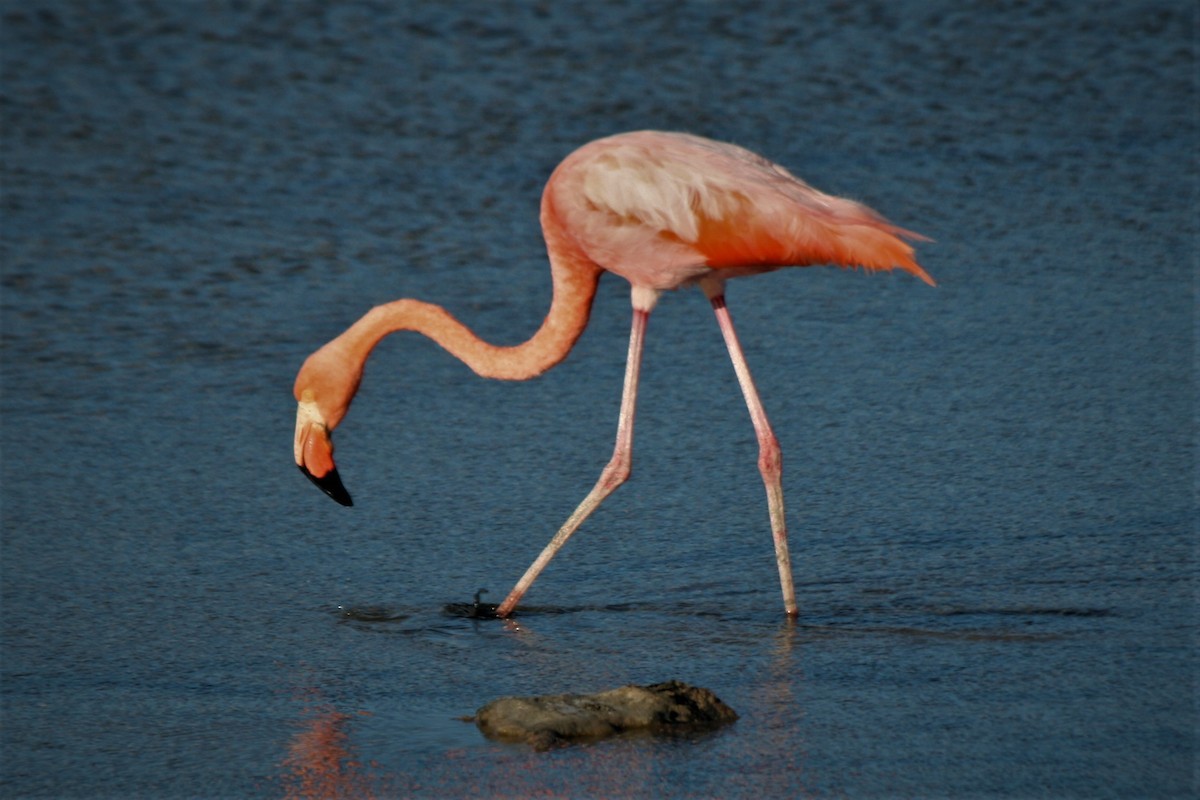 American Flamingo - ML247306631
