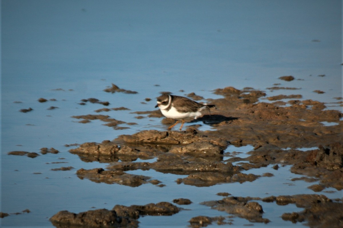 Semipalmated Plover - ML247306981