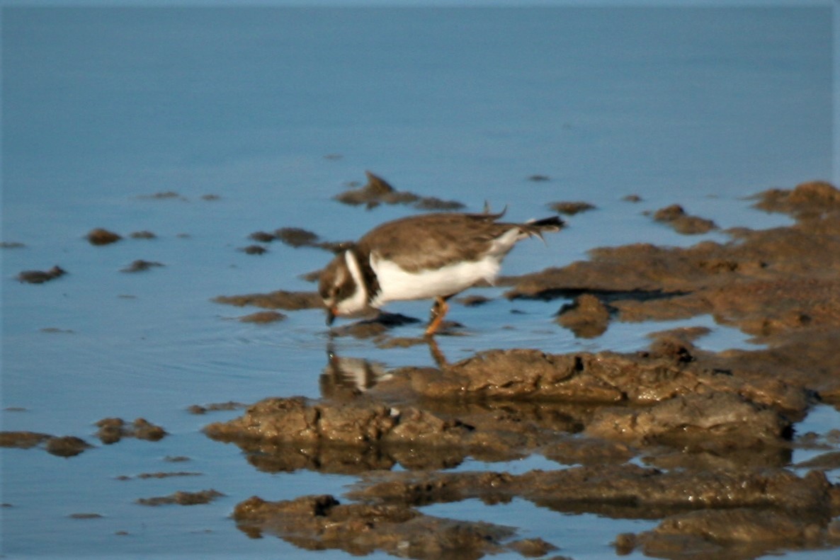 Semipalmated Plover - Steven Edwards