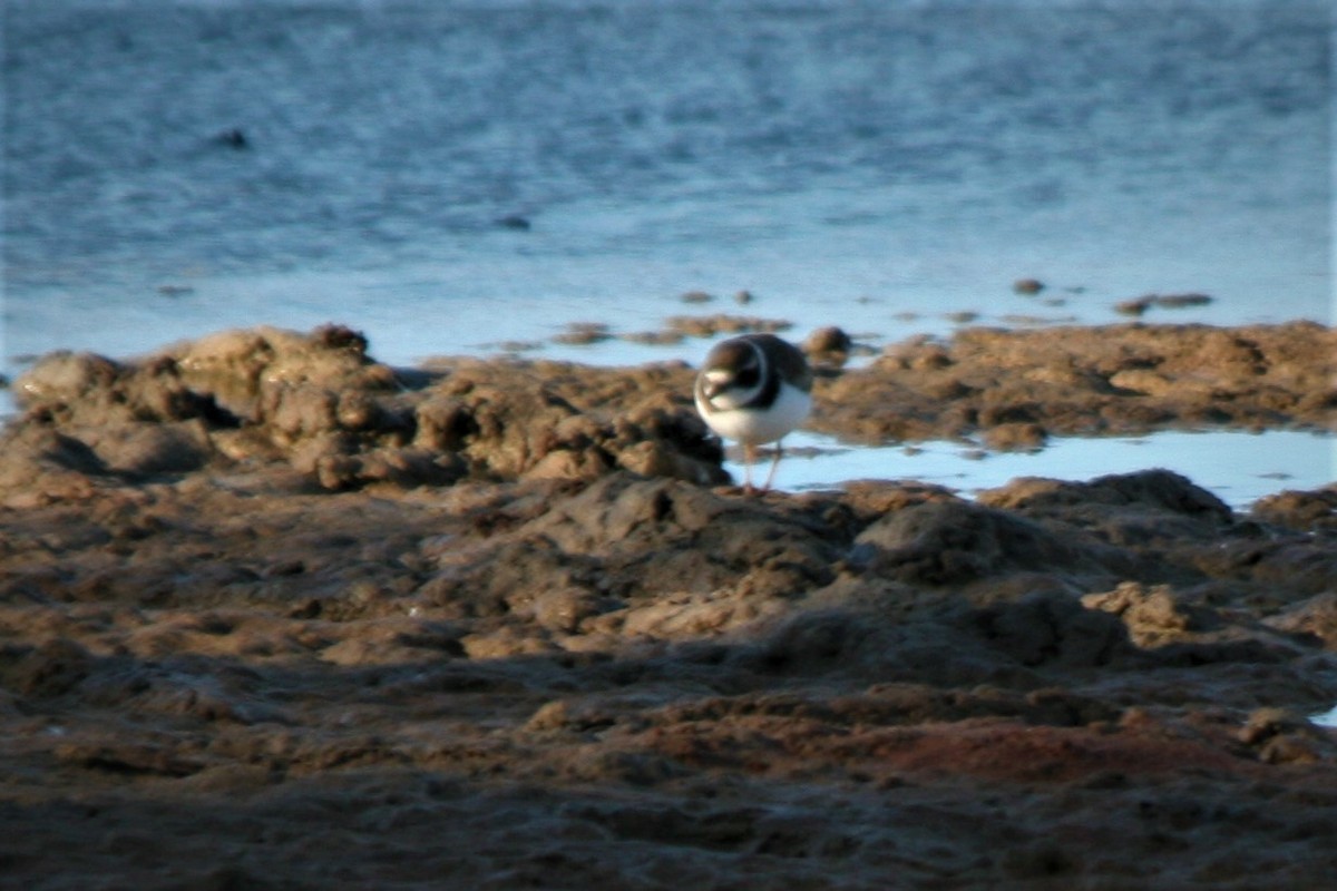 Semipalmated Plover - ML247307001