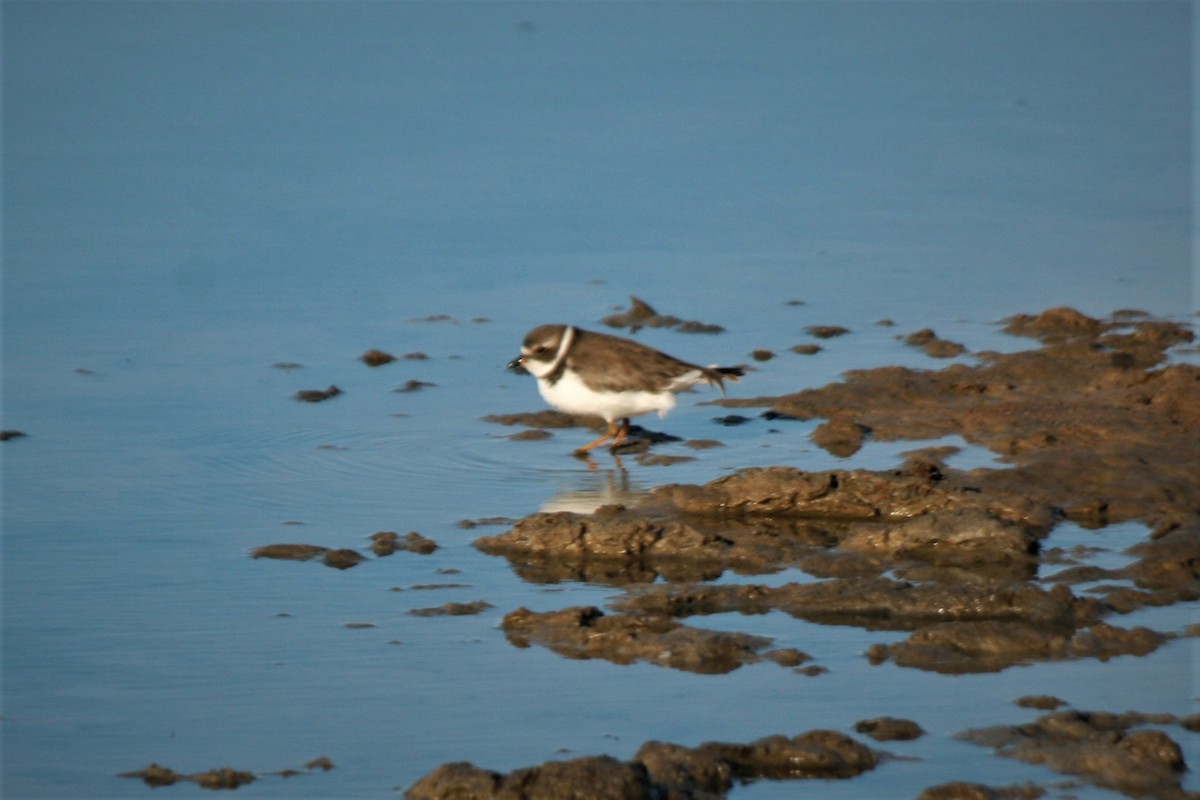 Semipalmated Plover - ML247307011