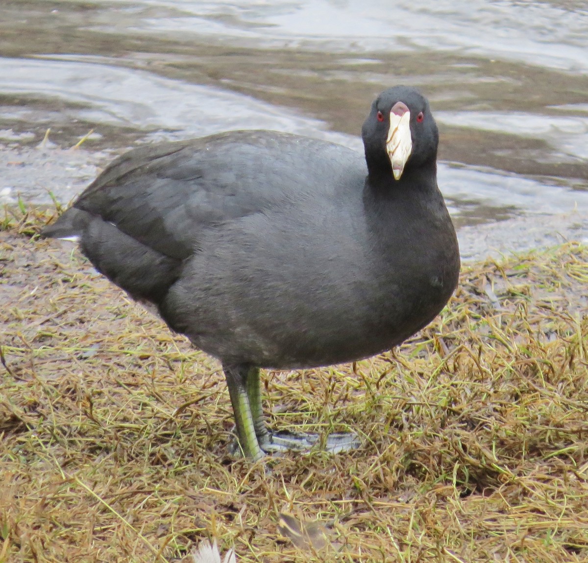 American Coot (Red-shielded) - ML24730741