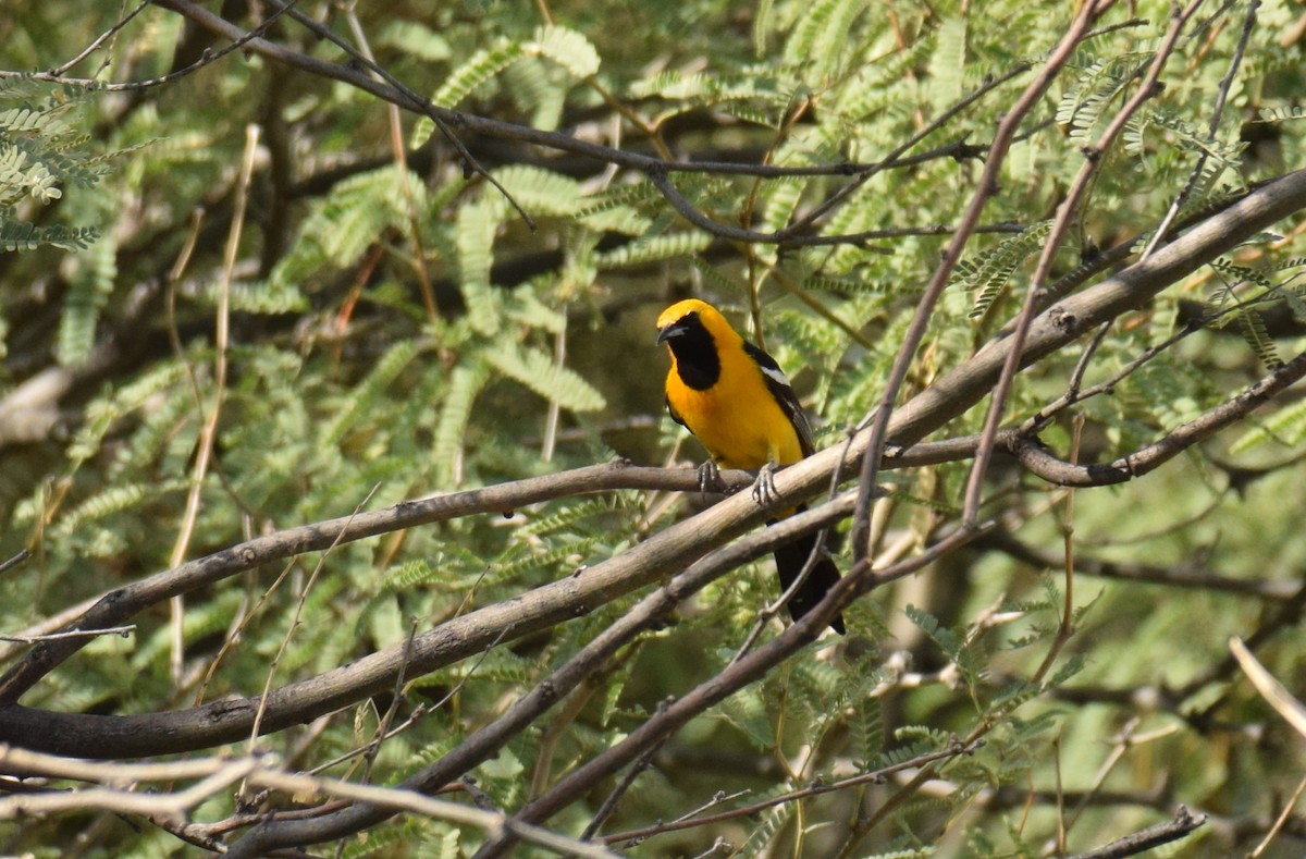 Hooded Oriole (nelsoni Group) - ML247312411