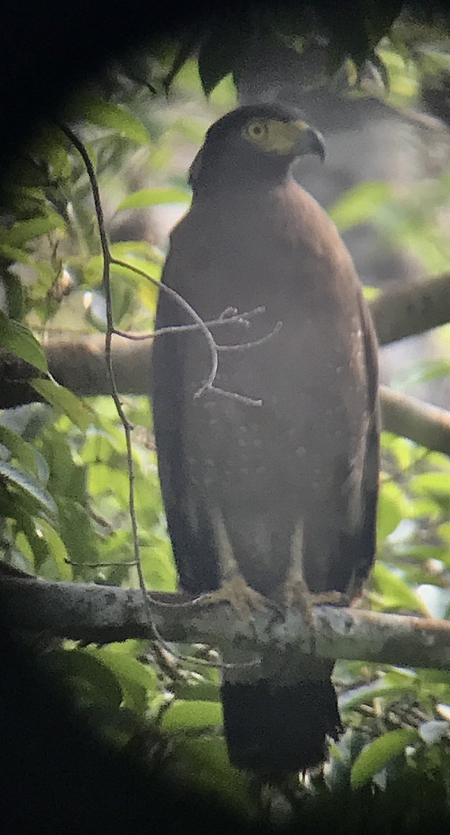 Crested Serpent-Eagle - ML247313301