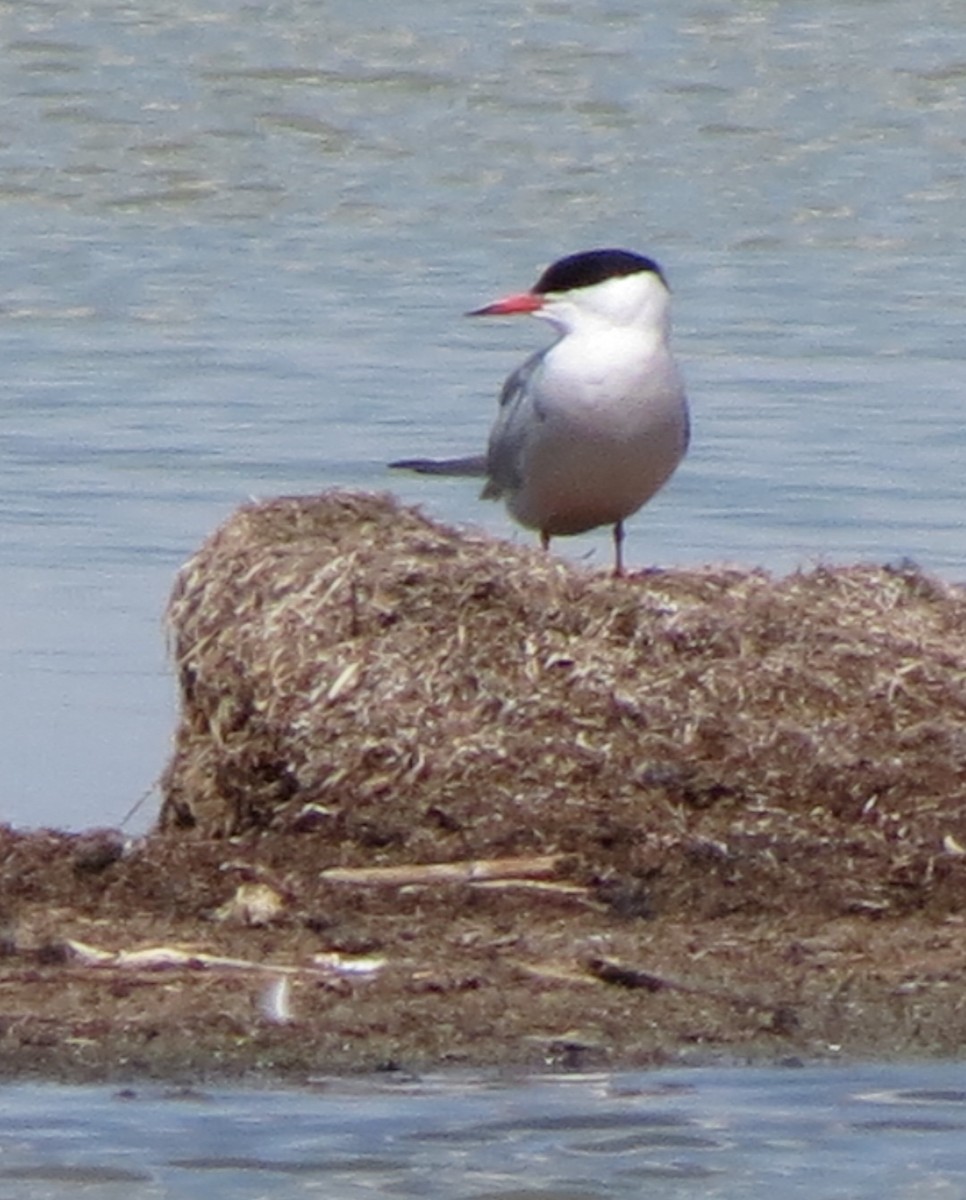 Common Tern - Fran Kerbs