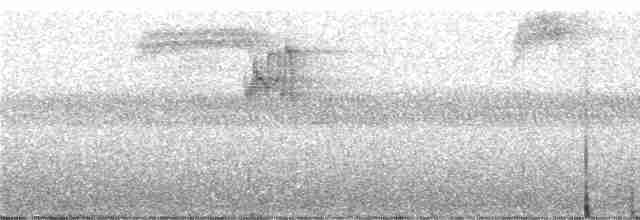 Turuncu Gagalı Loriket - ML247325