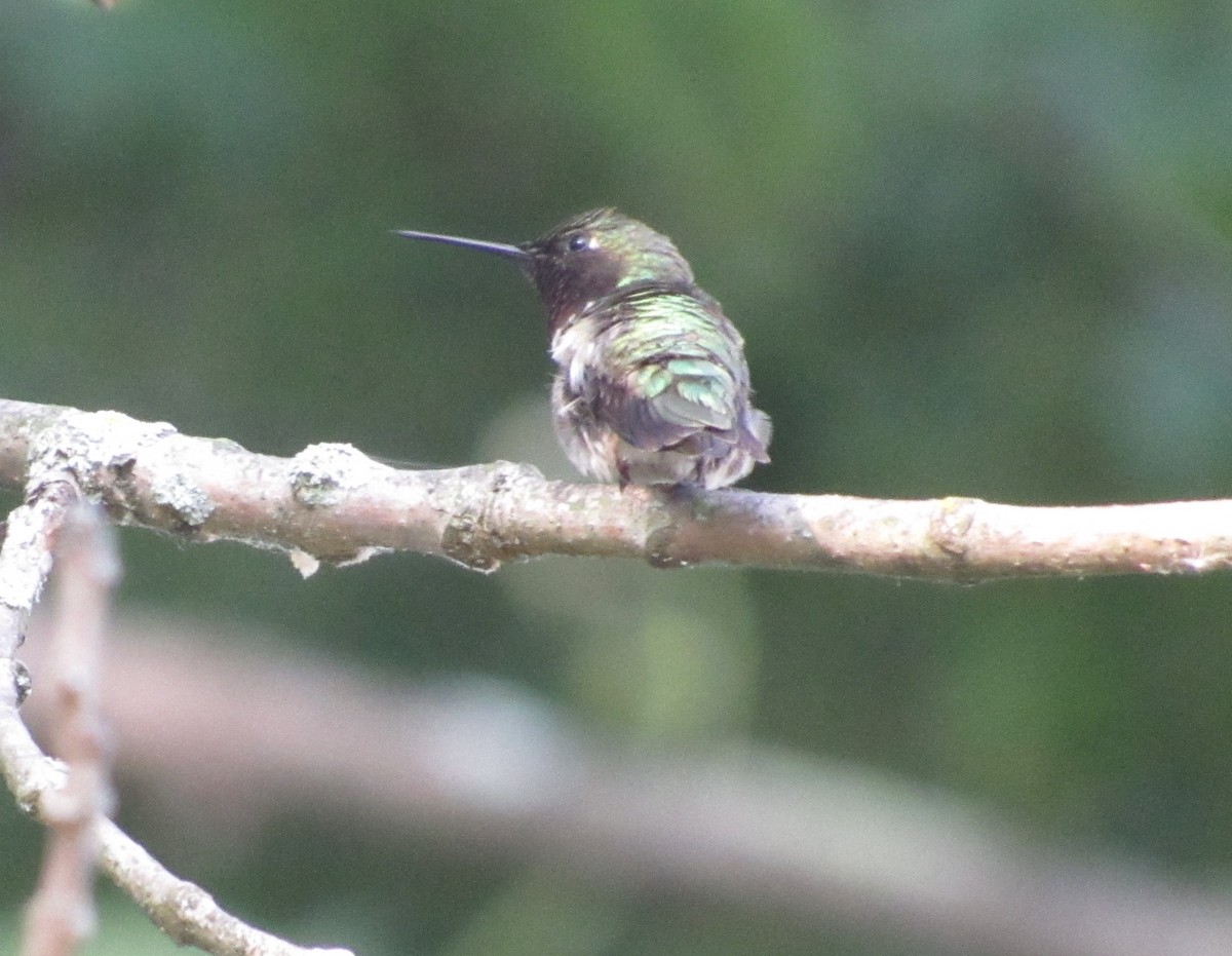 Ruby-throated Hummingbird - ML247325001