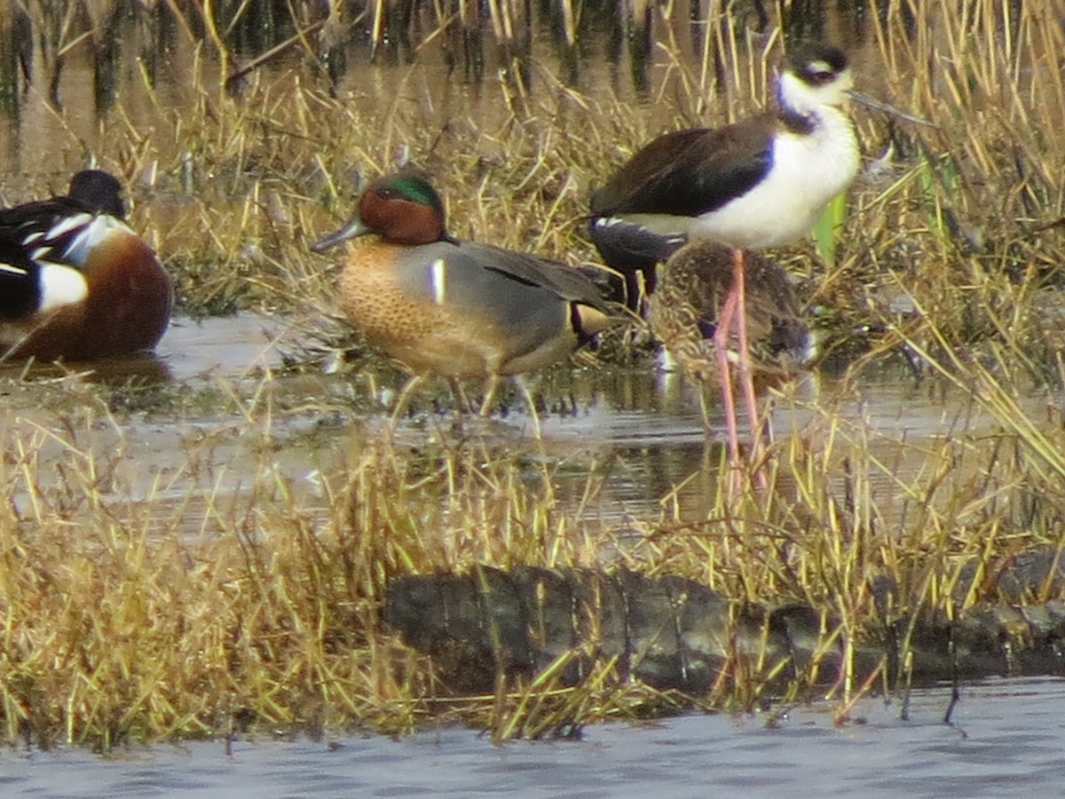 Green-winged Teal - T Robertson
