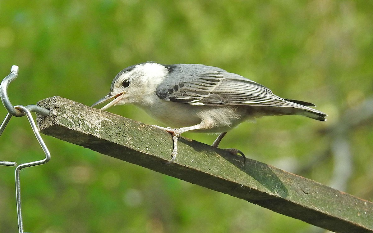 White-breasted Nuthatch - Jean Iron
