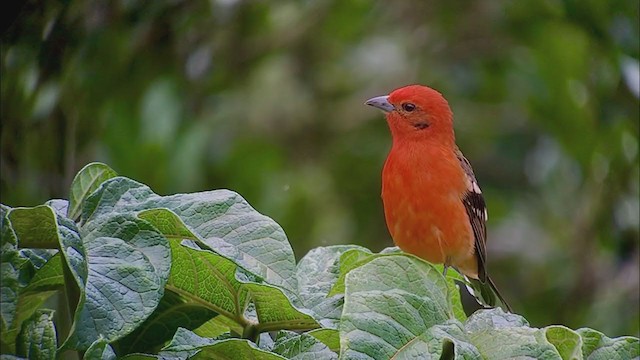 Flame-colored Tanager - ML247330121