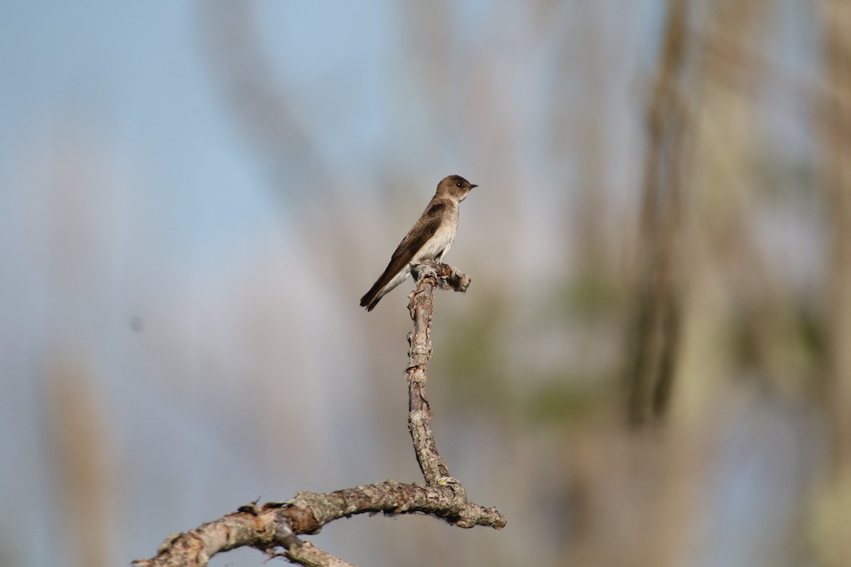 Northern Rough-winged Swallow - ML247331311