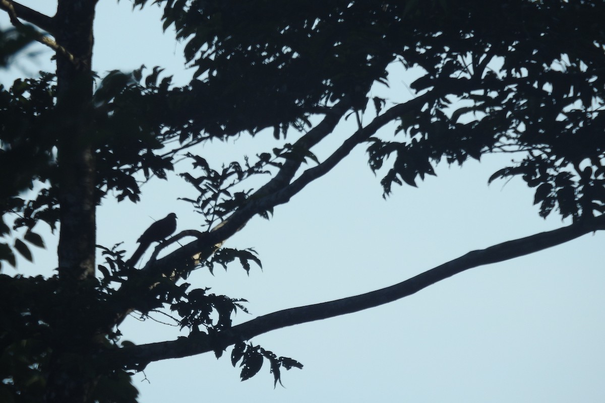 Philippine Cuckoo-Dove - ML247331901