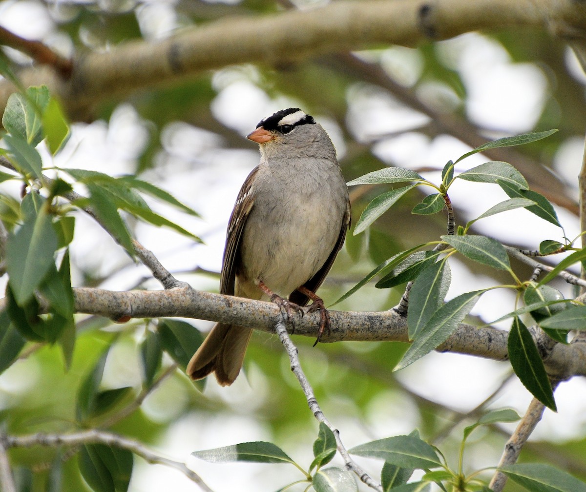 White-crowned Sparrow - ML247332061
