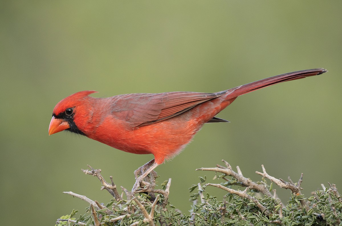 Cardinal rouge - ML247332861