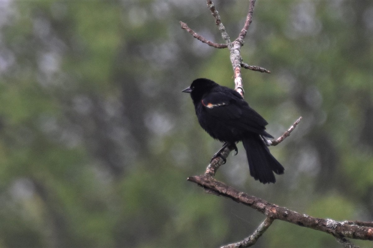 Red-winged Blackbird - Derek Hudgins