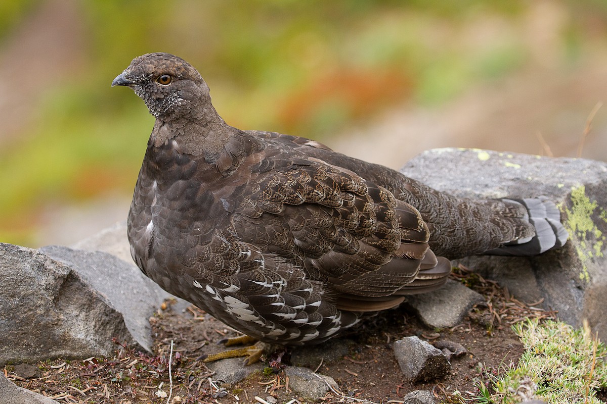 Sooty Grouse - mark daly