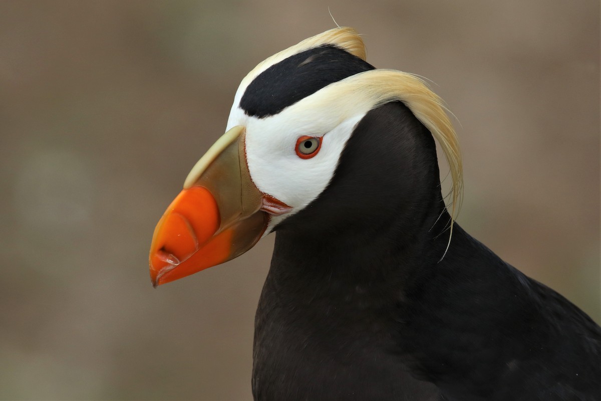 Tufted Puffin - ML247342411
