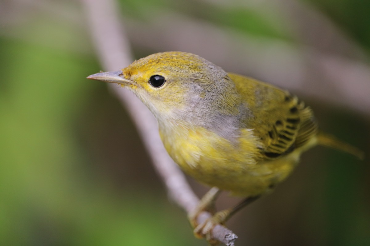 Yellow Warbler (Galapagos) - Adam Vinson