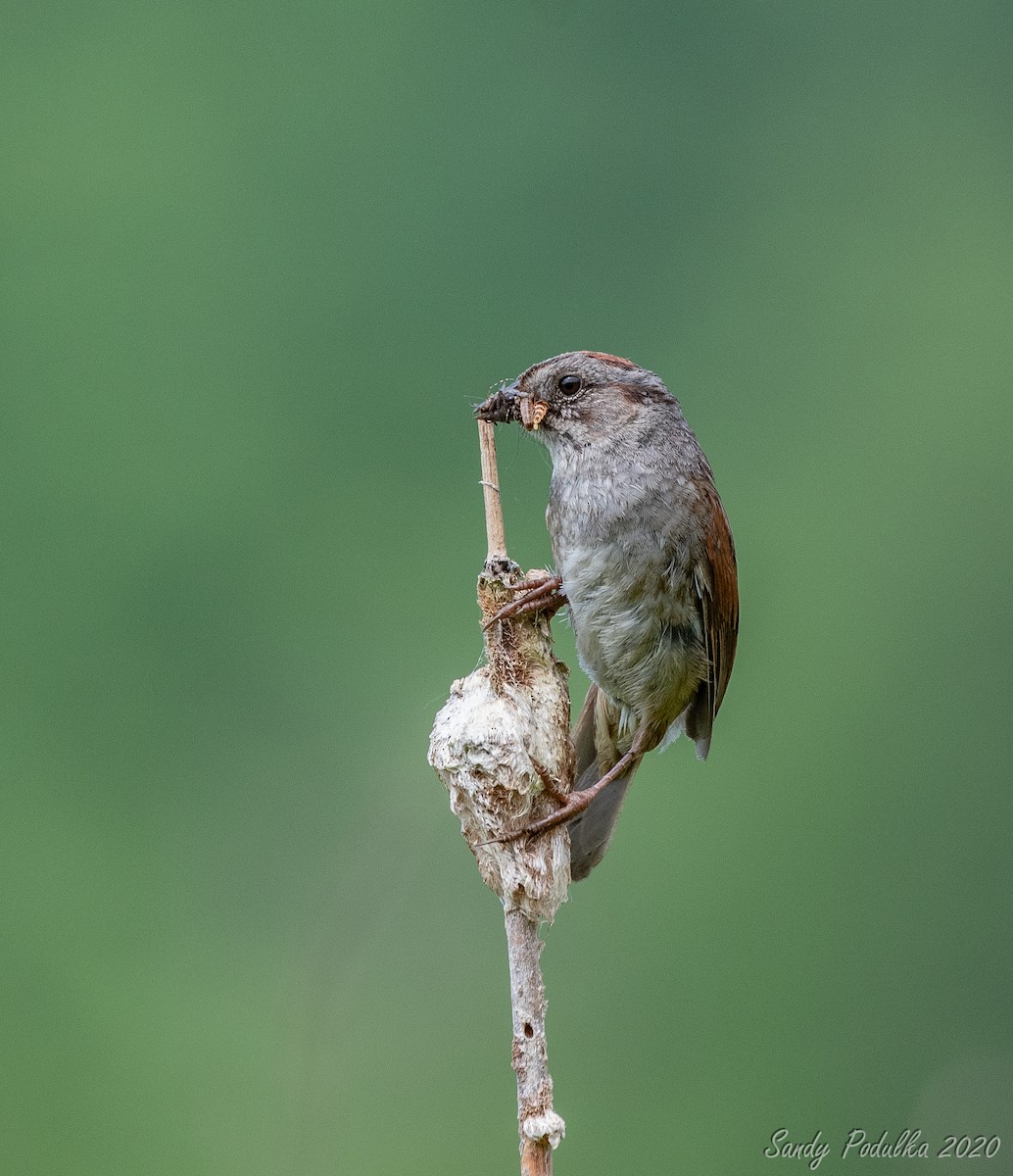 Swamp Sparrow - Sandy Podulka