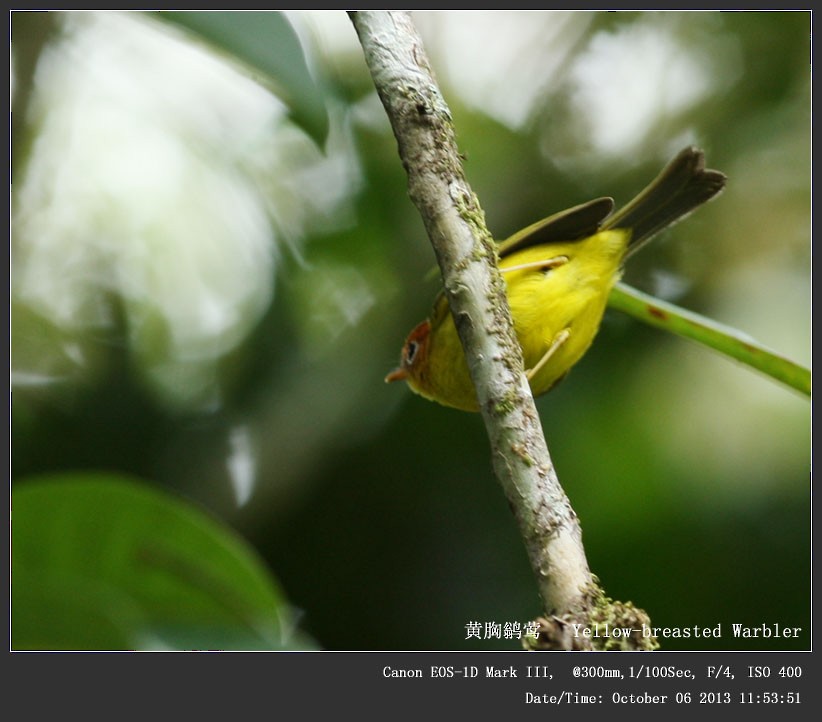 Yellow-breasted Warbler - Qiang Zeng