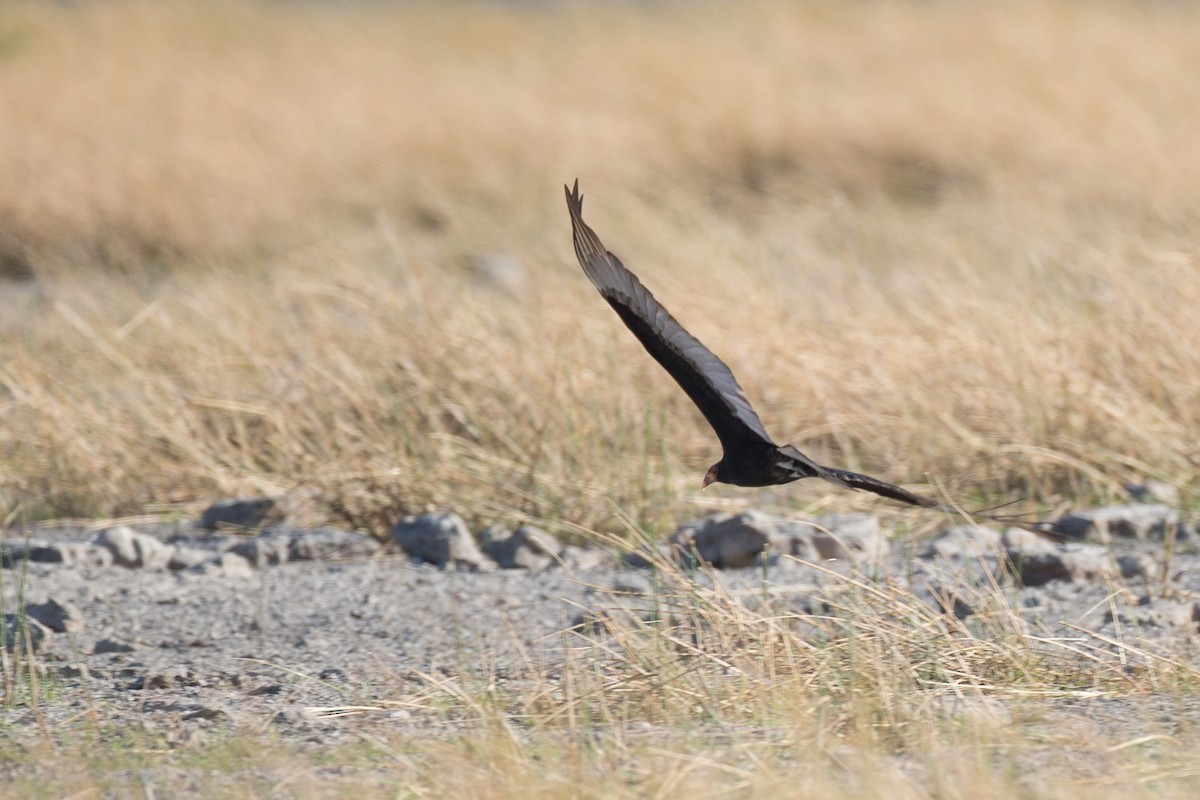 Lesser Yellow-headed Vulture - Chris Wood