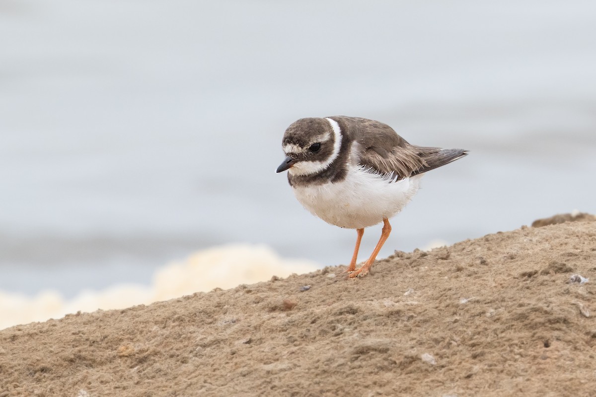 Common Ringed Plover - ML247348131