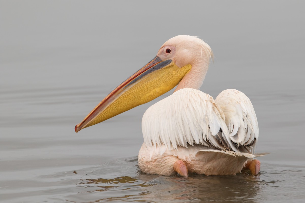 Great White Pelican - Michel Gutierrez