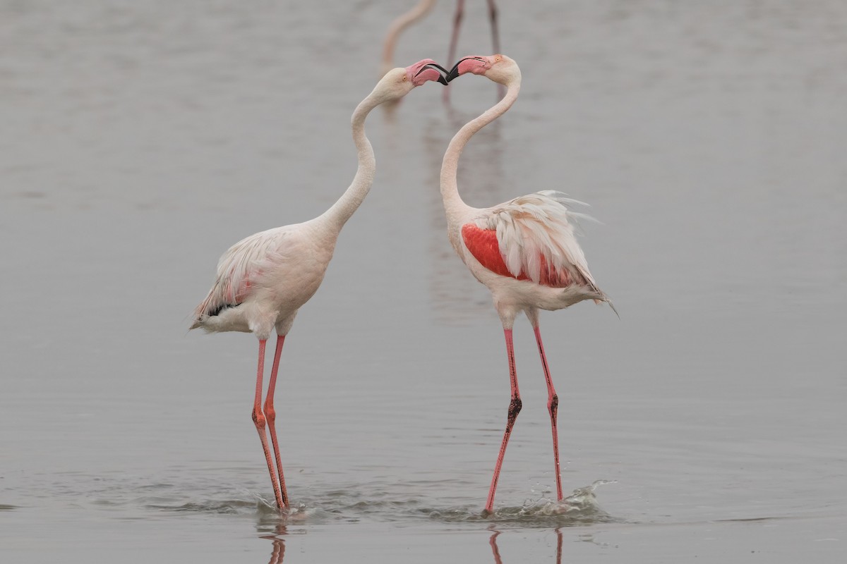 Greater Flamingo - ML247348861