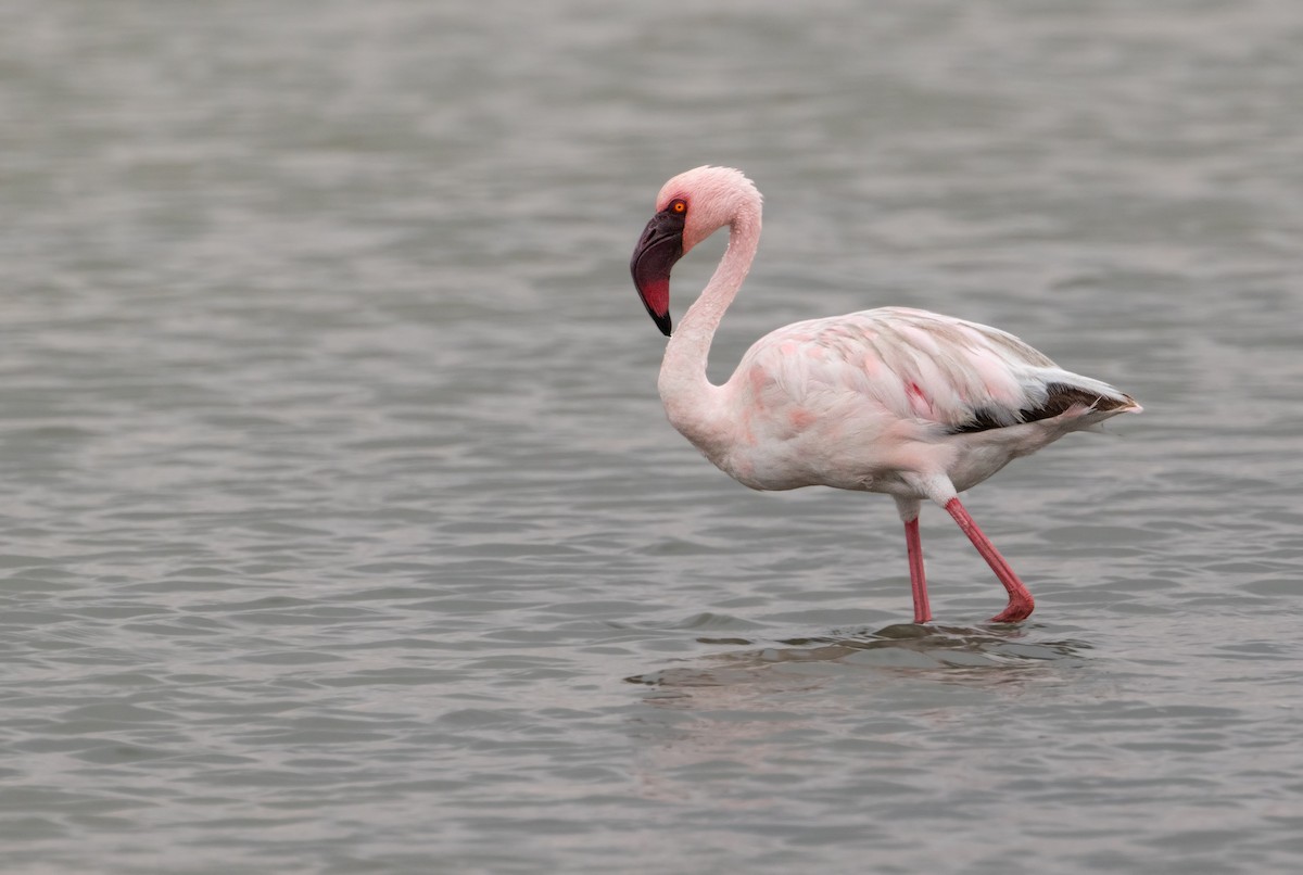 Lesser Flamingo - ML247348971