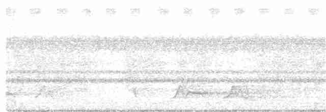 Carolinanachtschwalbe - ML247350561