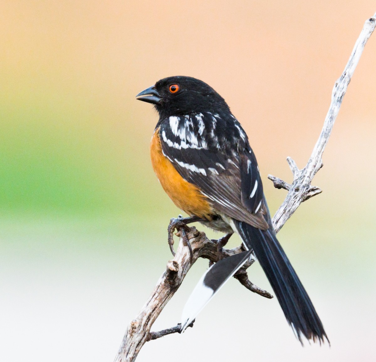 Spotted Towhee - ML247352221