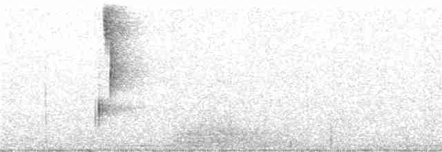 Малая мелампитта - ML247357